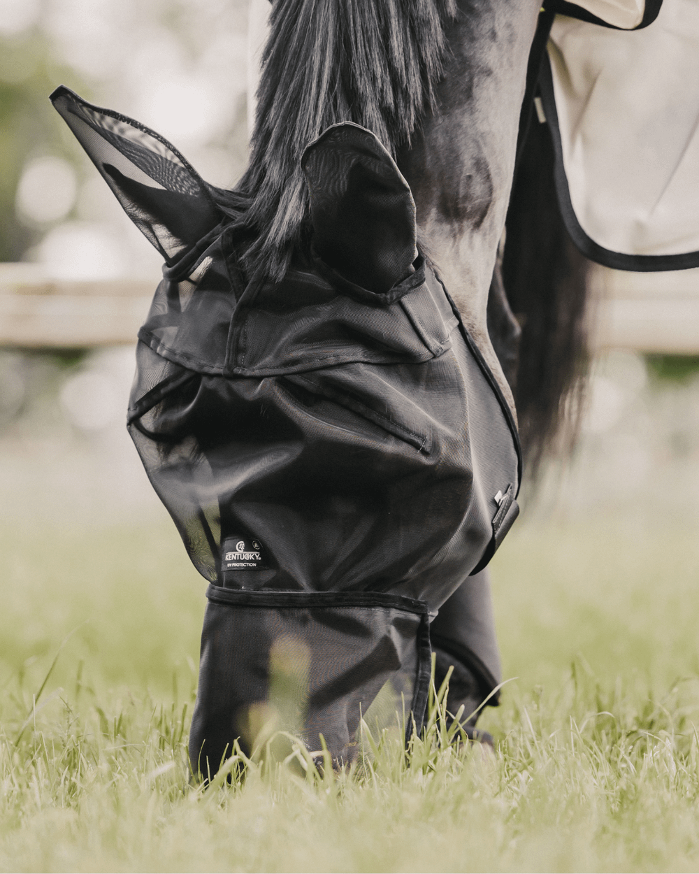 Un cheval portant une couverture anti-mouches légère, se tenant calmement dans un paddock ensoleillé en été